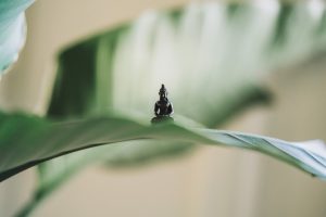 Little statue on a leaf