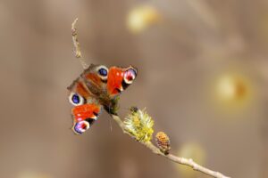 React Native vs Flutter: Comparing Mobile Development Frameworks