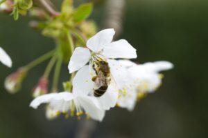 Understanding Claude API: Features and Benefits