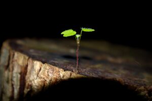 Unlocking Your Potential with a Growth Mindset