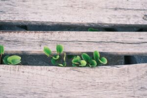 Practical Examples of a Growth Mindset