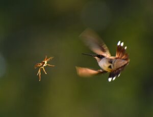 Flutter vs. React Native: The Battle for Dominance