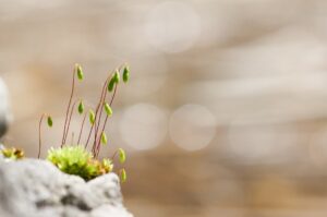 Five Key Characteristics of a Growth Mindset