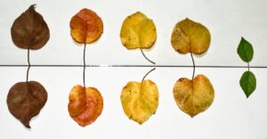 The Four Elements of Personality Explained