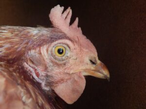 Is 5 Days Too Old for Refrigerated Chicken?