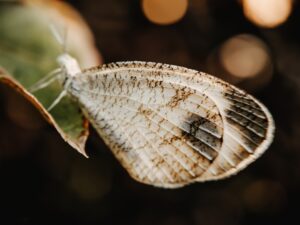 Is Flutter Still Relevant in 2025? An In-Depth Look
